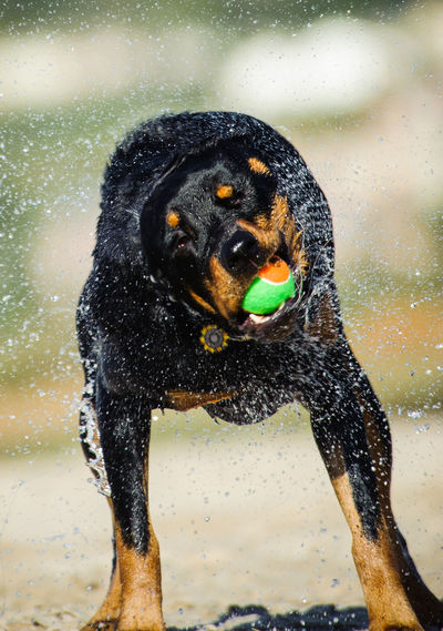 Wet rottweiler shaking water with ball in mouth