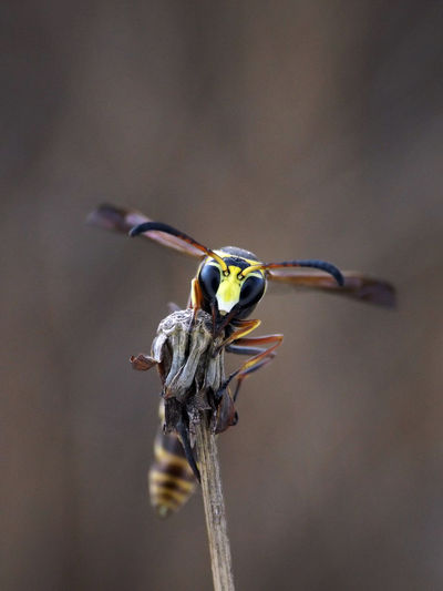 Close-up of insect on twig