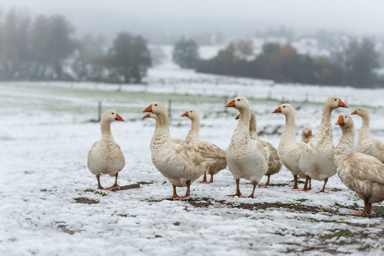Flock of birds on field during winter