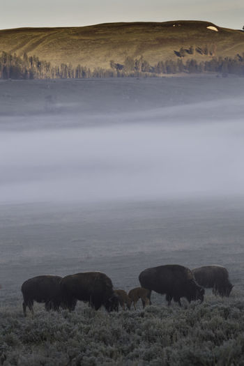Bisons grazing on field