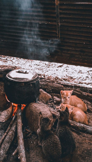 The cats wait patiently for their food to cook