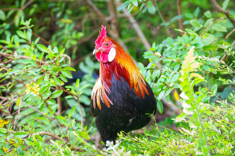 A colorful rooster grazing in green vegetation at the singapore botanic gardens 