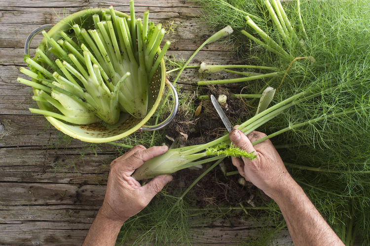 Close-up of hand cutting fennel