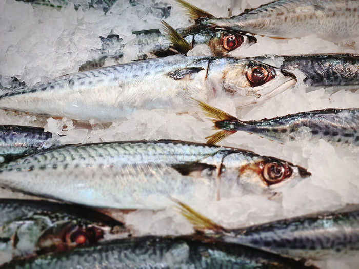 Close-up fresh mackerel fish in pile of ice