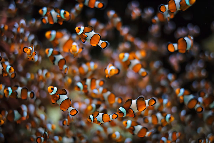 Clown anemonefish amphiprion ocellaris
