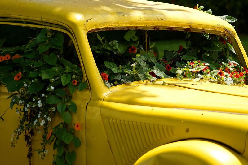 Abandoned car full of plants