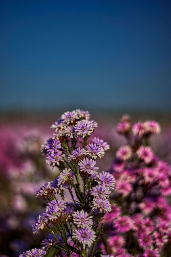 Close-up of purple flowering plant against clear sky