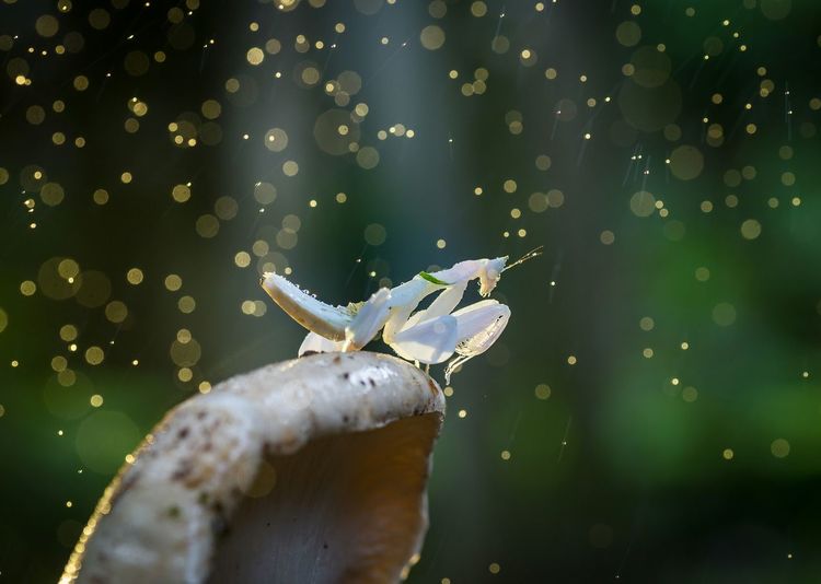 Close-up of wet mantis