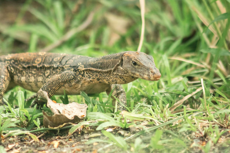 Close-up of lizard on field