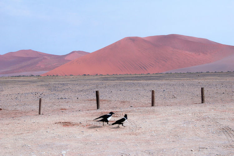 Bird on desert against mountain