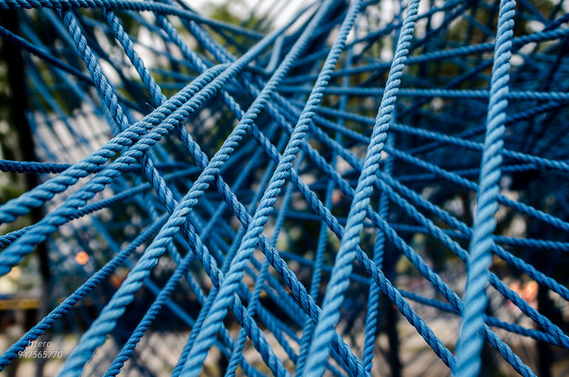 Detail shot of pine tree branch