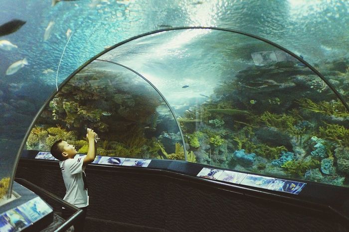 Boy photographing in aquarium