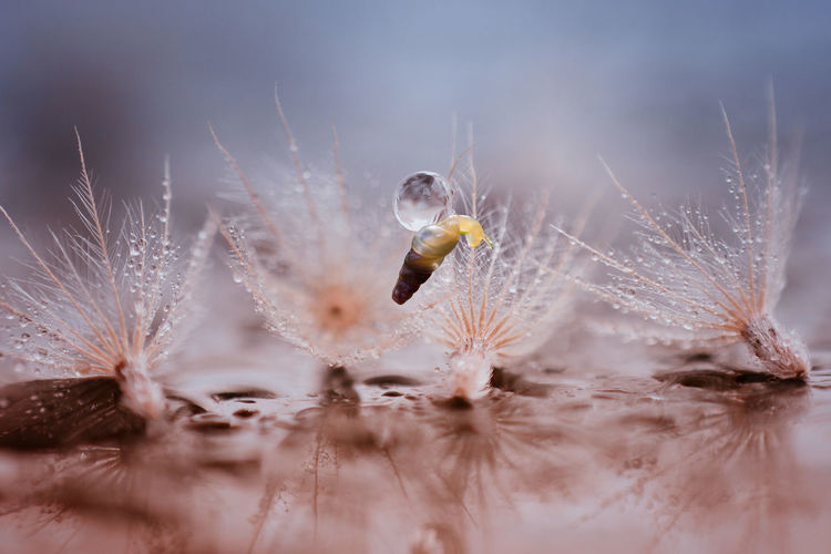 Close-up of dandelion on plant during winter