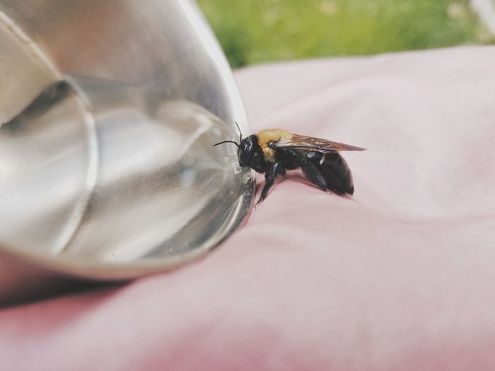 Close-up of fly by water in container on fabric