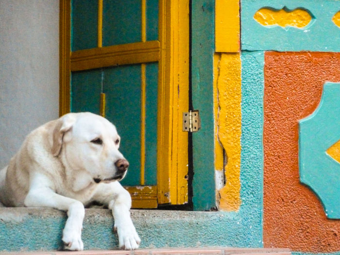Dog relaxing on doorway