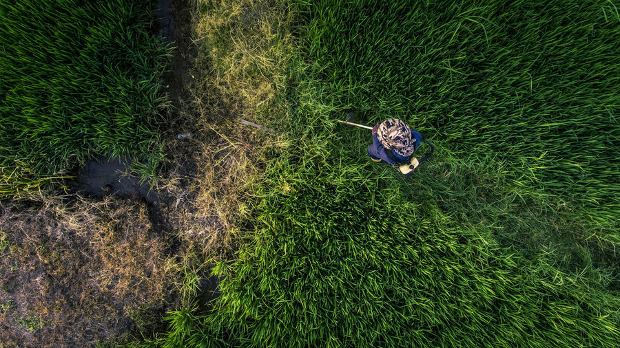 High angle view of an animal on grass