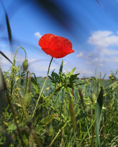 Close-up of red poppy growing on field against sky
