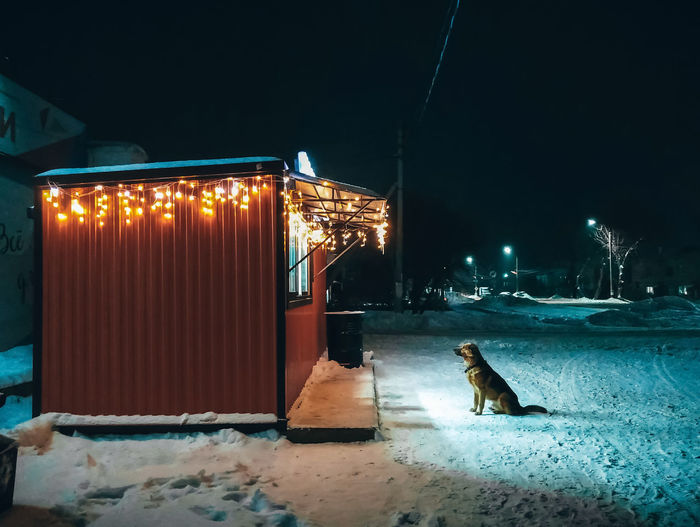 Side view of a dog sitting on the snow