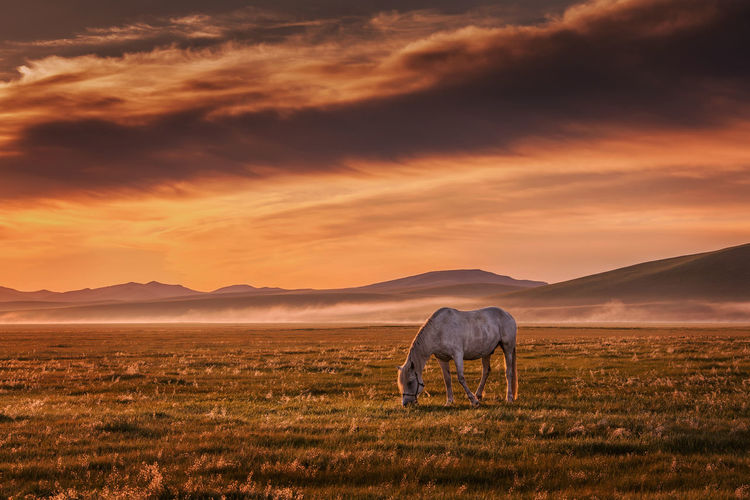 View of horse on field against sunset sky