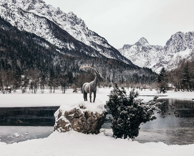 Ibex statue by lake jasna in kranjska gora, slovenia. winter, mountains, nature.