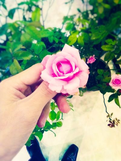 Close-up of hand holding pink rose