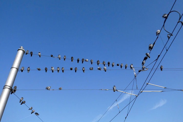 Low angle view of birds perching on cable  /  pigeons in the city