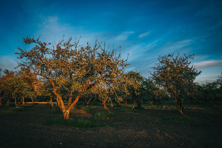 Trees on field against sky during autumn
