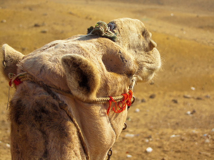 Camel in the desert of egypt