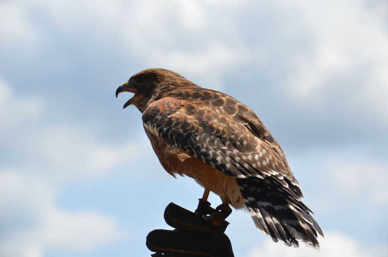 Cropped hand of falconry with red shouldered hawk