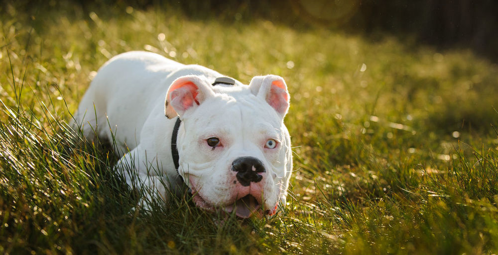 Close-up of boxer dog relaxing on field