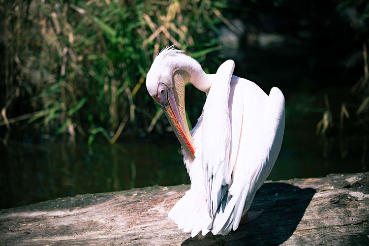 Close-up of a bird