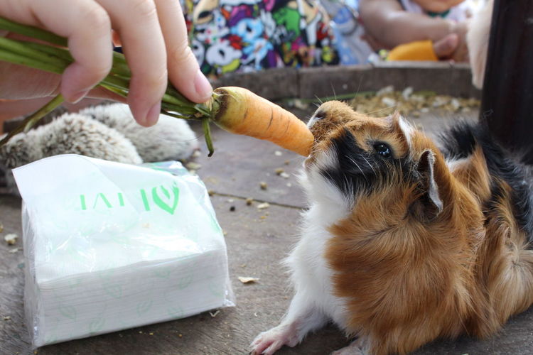 Close-up of guinea pig chewing carrot