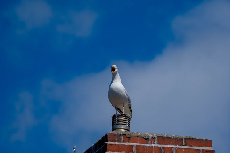 Low angle view of seagull on roof