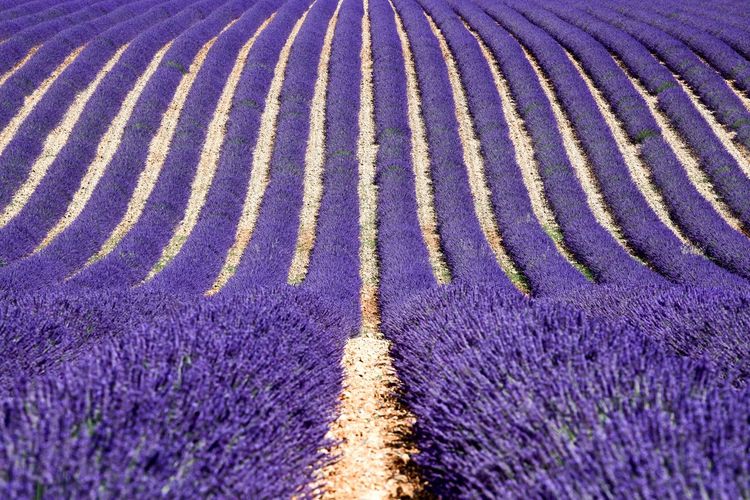 Full frame shot of lavender on field