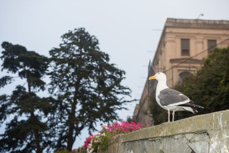 Low angle view of seagull perching on a building