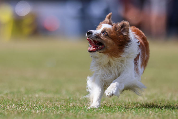 Close-up of dog running on grassy field