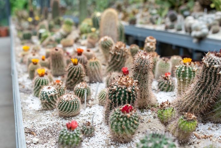 Close-up of cactus plants