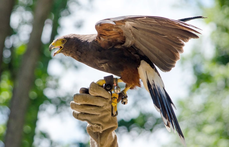 A harris hawk sits on his handlers leather clad glove at a bird show