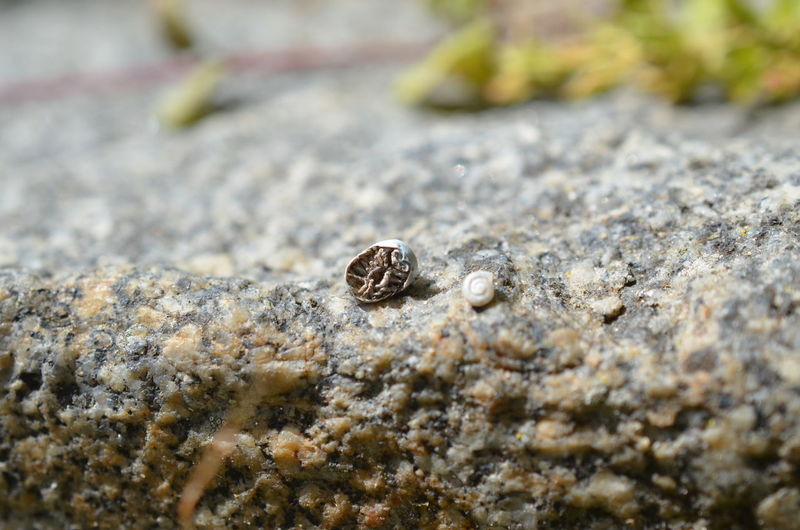 Close-up of shell on rock