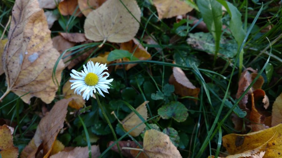 Close-up of flowers blooming outdoors