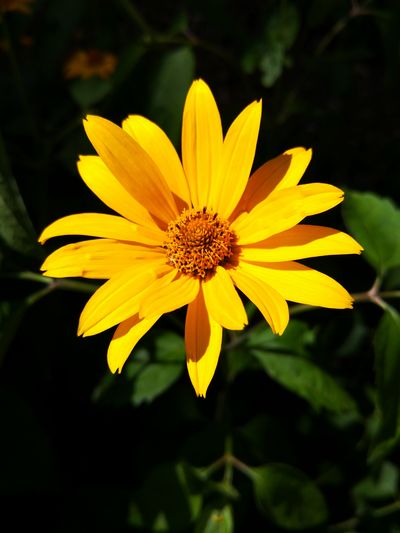 Close-up of fresh yellow daisy flower