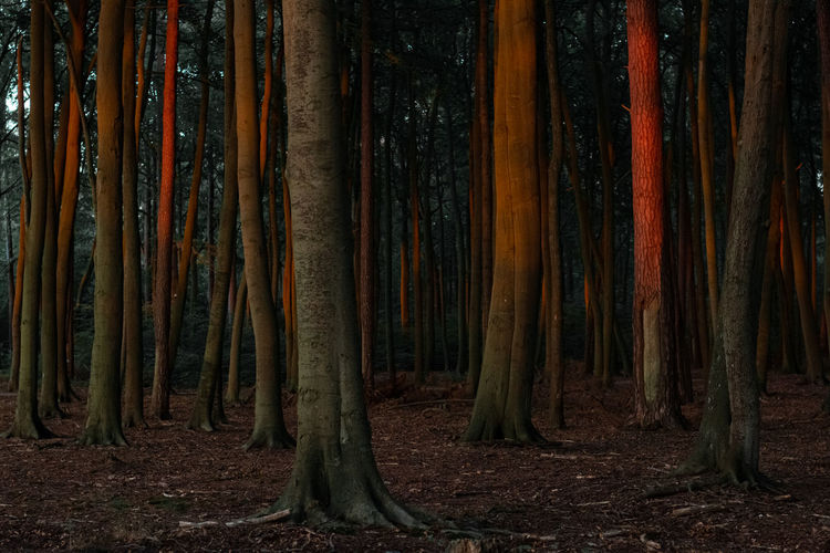Tree trunks of beech trees lighten up by red and orange sunbeams