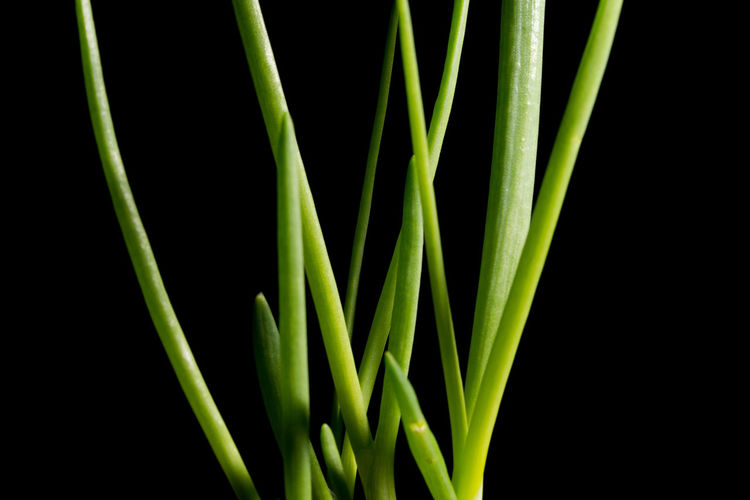 Close-up of onion against black background