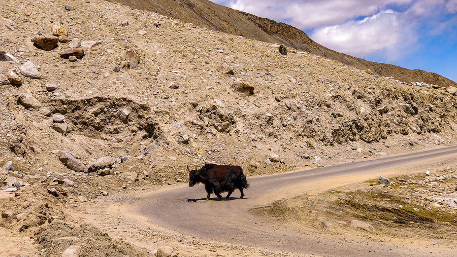 Wild yak crossing road across ladakh mountain