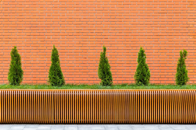 Row of five small conical thuja trees in front of red brick wall and parametric plywood bench
