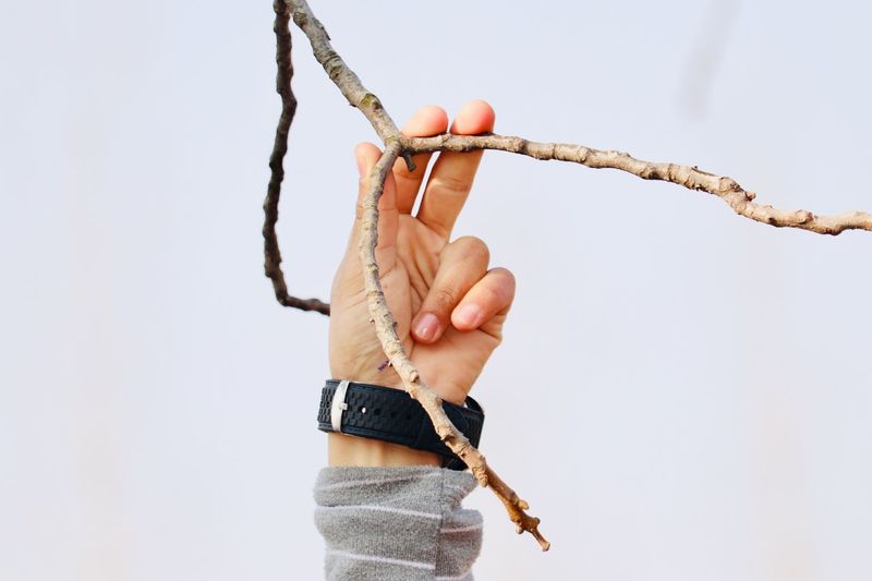Close-up of hand holding branch against sky