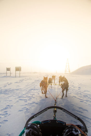 Sled dogs walking on snow against sky during sunset