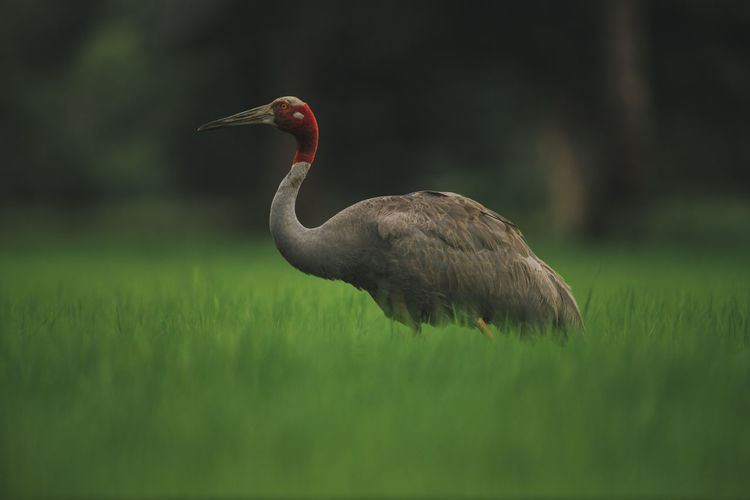 Close-up of bird on field