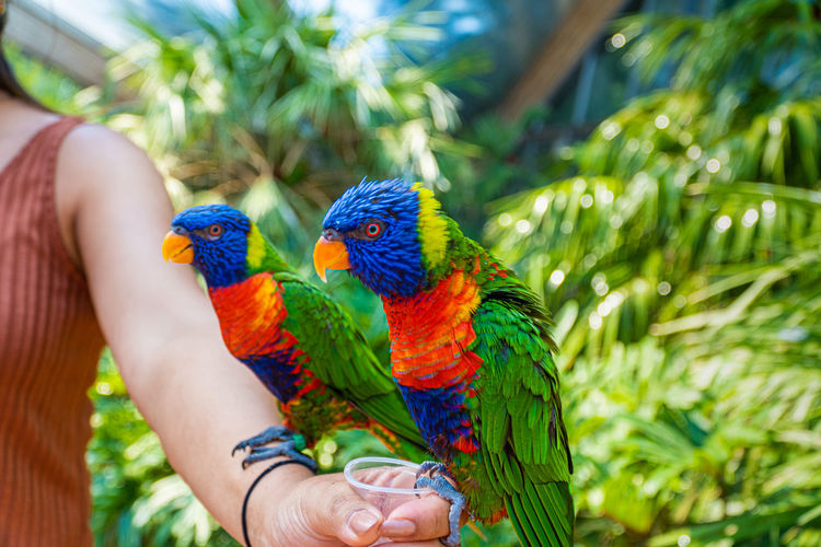 Close-up of a hand holding colorful bird