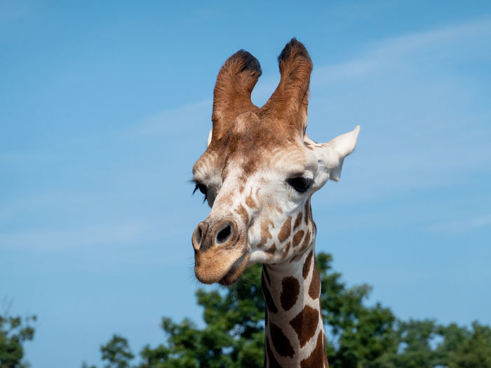 Portrait of giraffe against blue sky